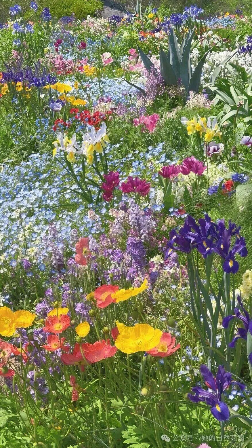 蜜蜂钻进花筒忙碌采蜜 蜜蜂钻进花筒忙碌采蜜