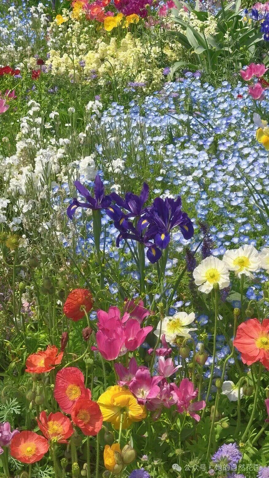 花镜全景错落有致 花镜全景错落有致