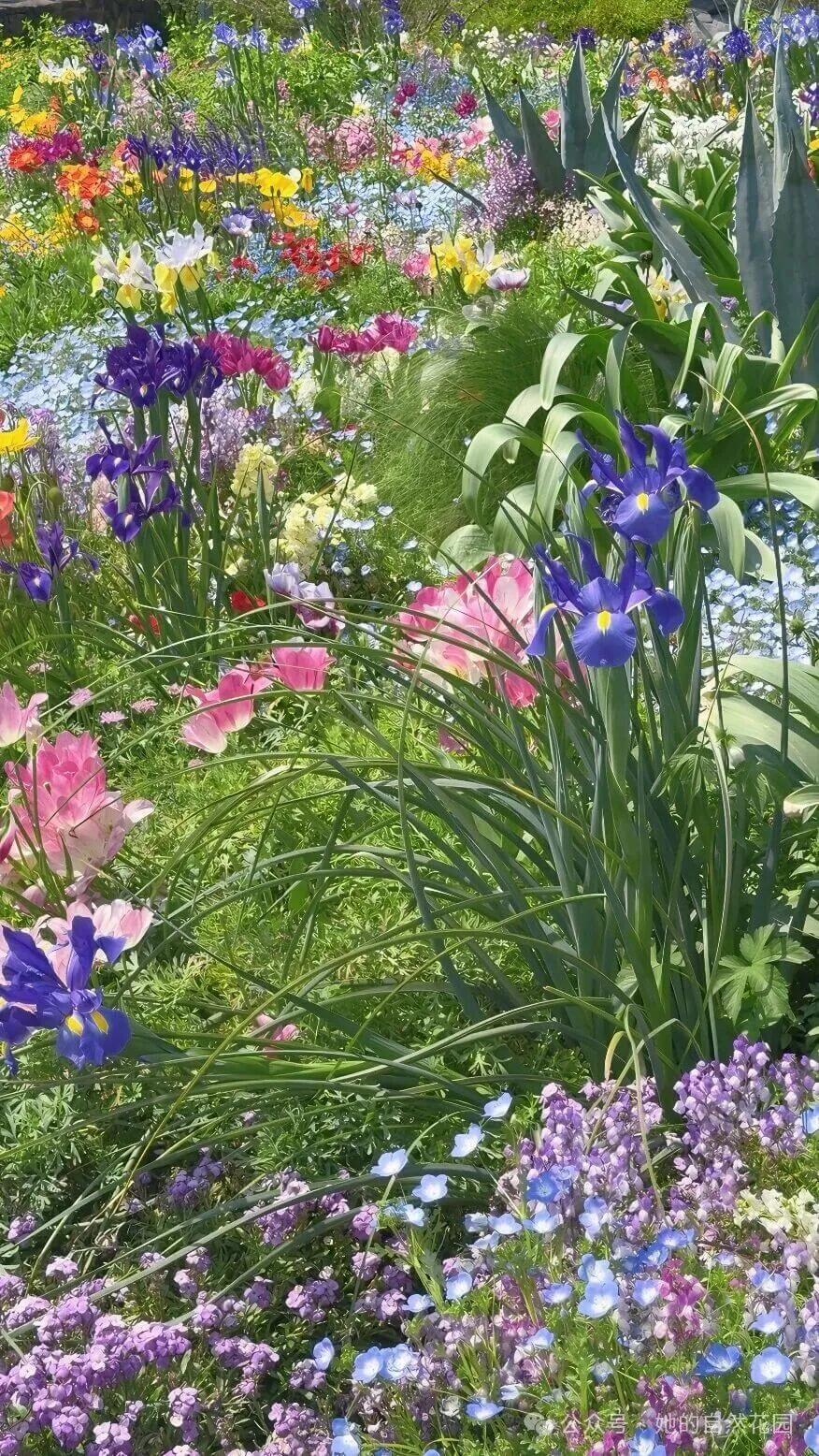 柔光下的紫色花丛特写 柔光下的紫色花丛特写